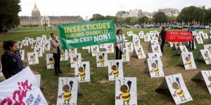 Réautorisation des néonicotinoïdes « tueurs d’abeille » : la stratégie française contestée de toutes parts