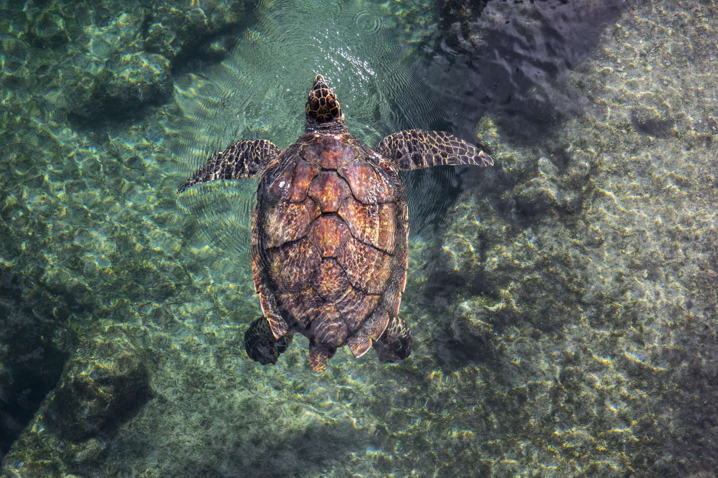 A La Réunion, les tortues et oiseaux marins révèlent « une soupe de plastiques » dans l’océan Indien
