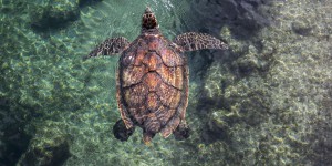 A La Réunion, les tortues et oiseaux marins révèlent « une soupe de plastiques » dans l’océan Indien