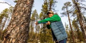 En Suède, la biodiversité souffre de l’exploitation industrielle des forêts