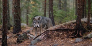 En Suède, une chasse aux loups très controversée