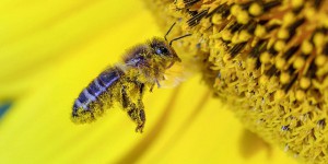 Biodiversité : « Ni l’ampleur, ni la rapidité, ni le caractère systémique de l’écroulement des insectes n’ont été anticipés par les scientifiques »