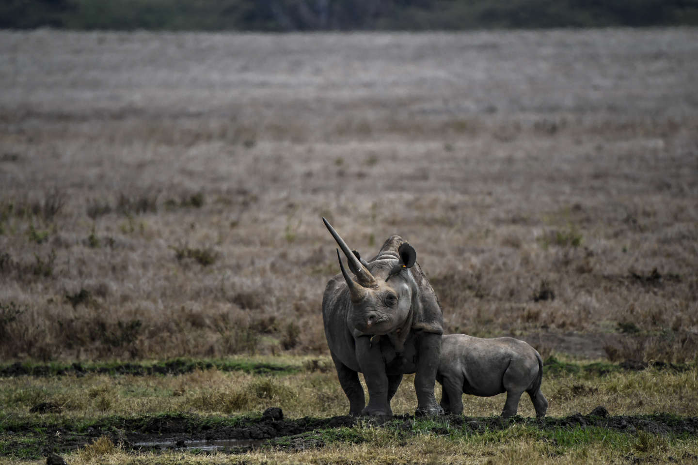 Le Botswana confronté à une forte hausse du braconnage de rhinocéros
