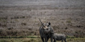 Le Botswana confronté à une forte hausse du braconnage de rhinocéros