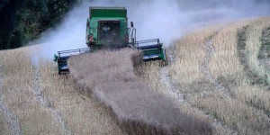Les céréaliers, grands gagnants de la hausse des revenus des agriculteurs en 2022