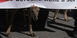 En Espagne, un projet de loi ambitieux sur le bien-être animal voté en première lecture