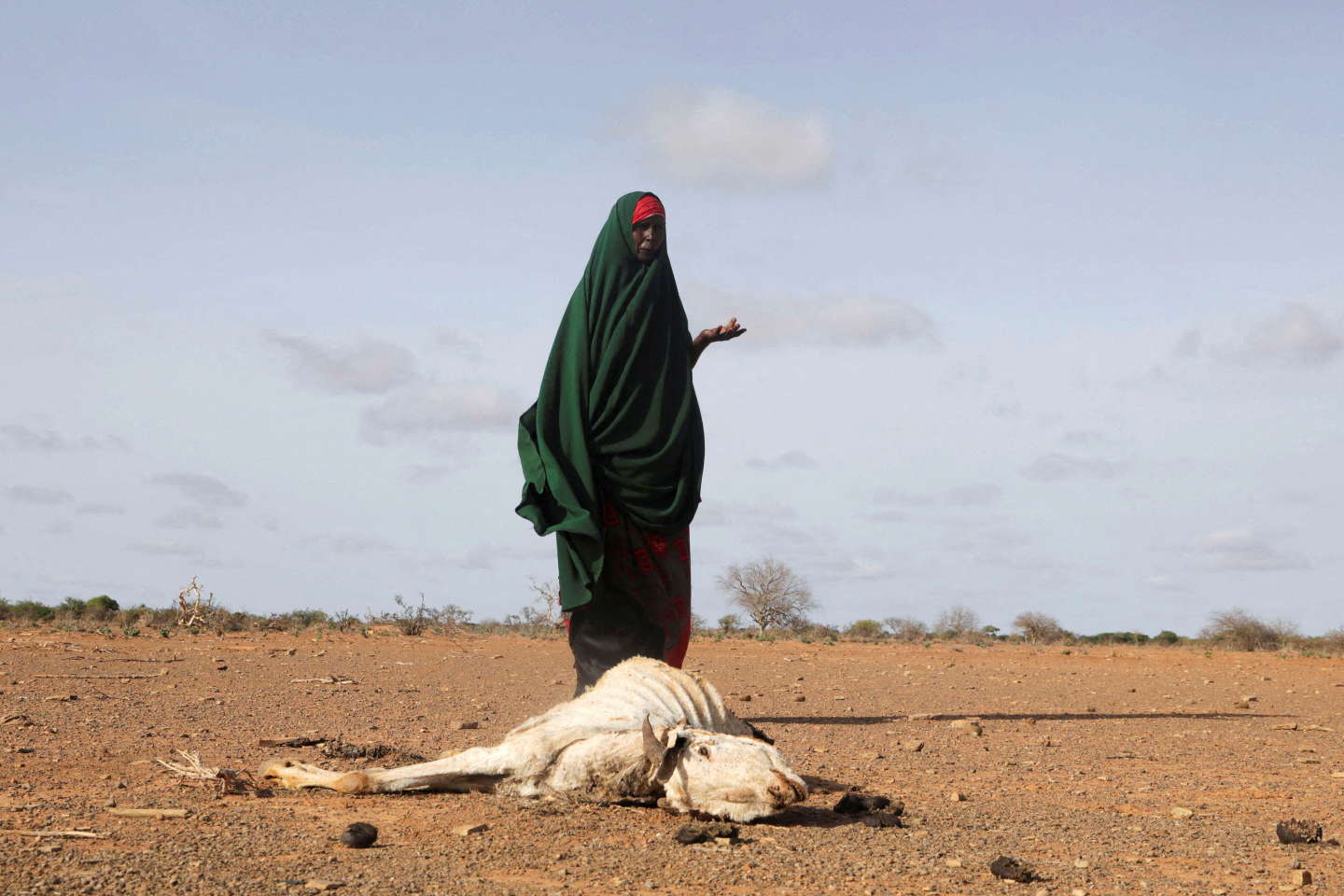 Faute de pluies, la Corne de l’Afrique de nouveau menacée par la famine