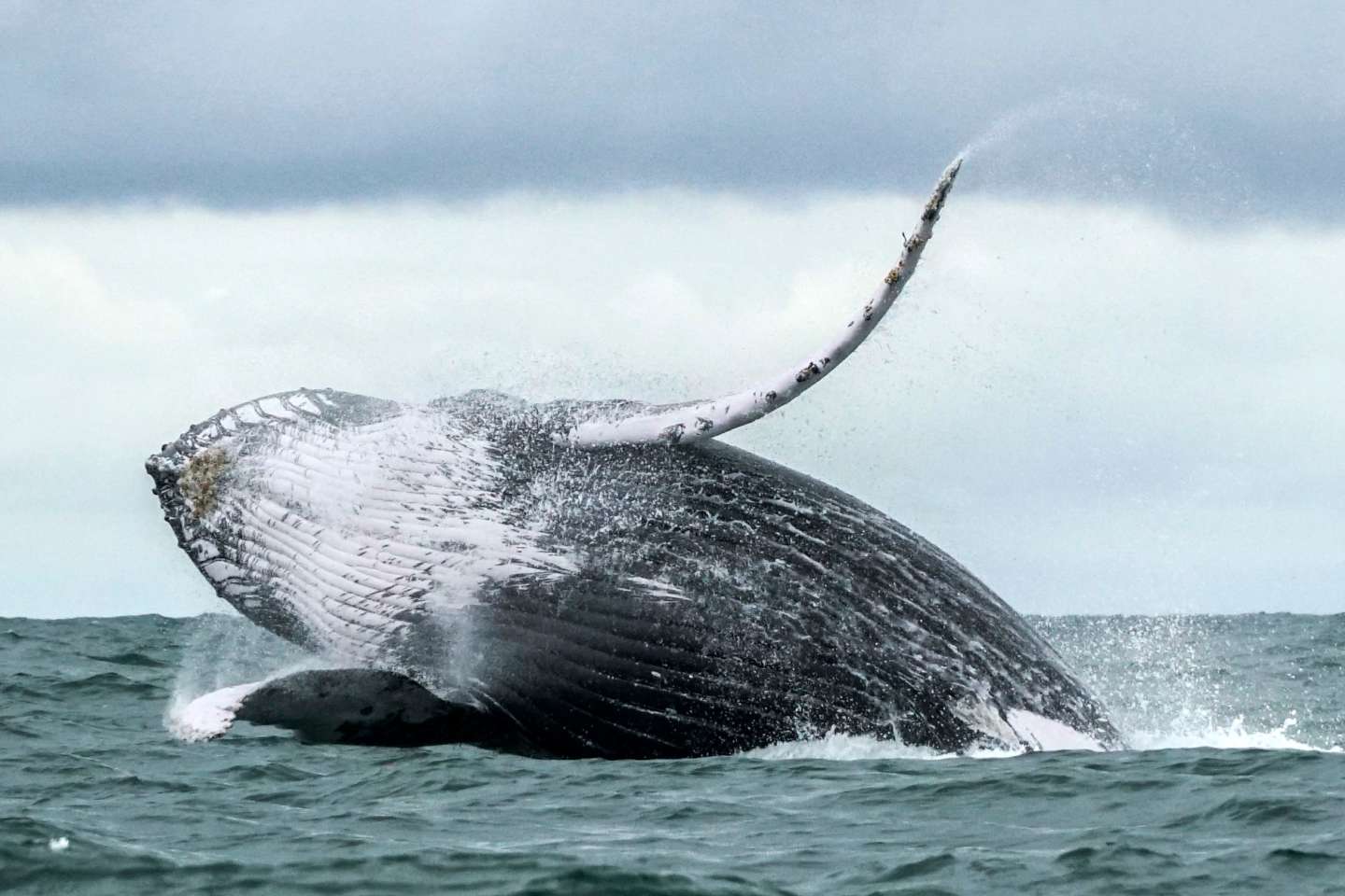 Fonds marins : les baleines et les dauphins sous la menace de l’exploitation minière