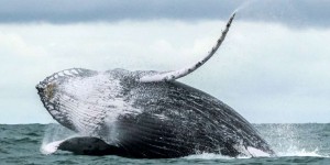 Fonds marins : les baleines et les dauphins sous la menace de l’exploitation minière