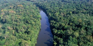 « Il est impensable que la France s’engage dans le développement du bois-énergie en Amazonie »