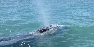 Une jeune baleine coincée dans la Rance, une opération est en cours pour la guider vers la mer
