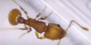 L’inquiétante fourmi électrique s’installe en France