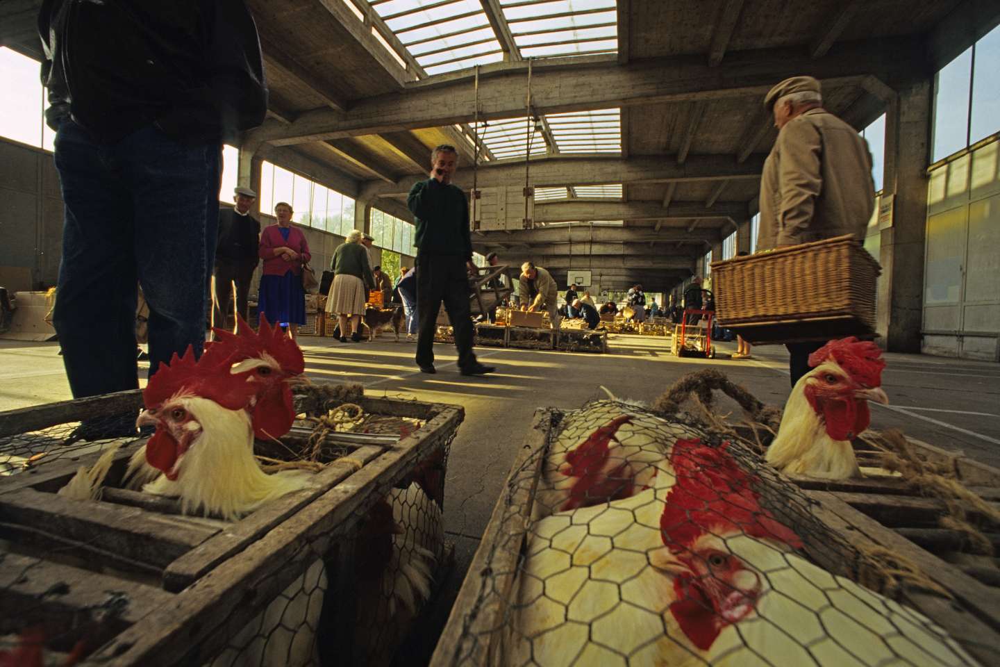 « Une transition vers l’élevage sans cage doit être une priorité pour la France ! »