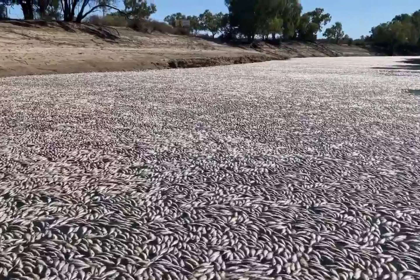 En Australie, des millions de poissons morts découverts dans une rivière