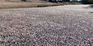 En Australie, des millions de poissons morts découverts dans une rivière