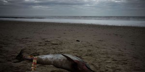 Dauphins échoués : le Conseil d’Etat ordonne au gouvernement de fermer des zones de pêche dans l’Atlantique