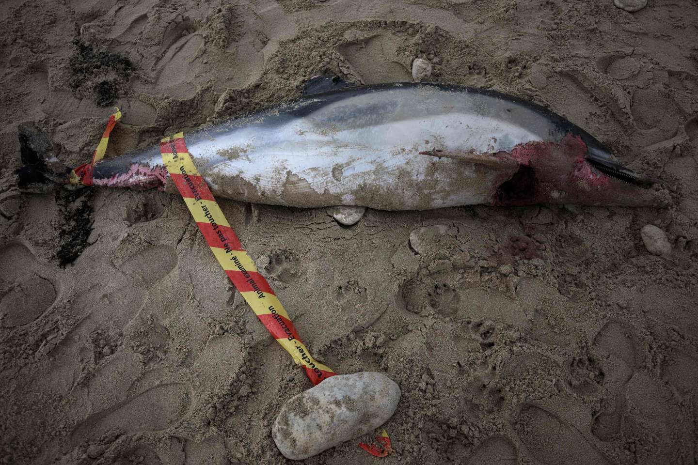 Plusieurs dizaines de carcasses de dauphins retrouvées sur les plages du littoral atlantique