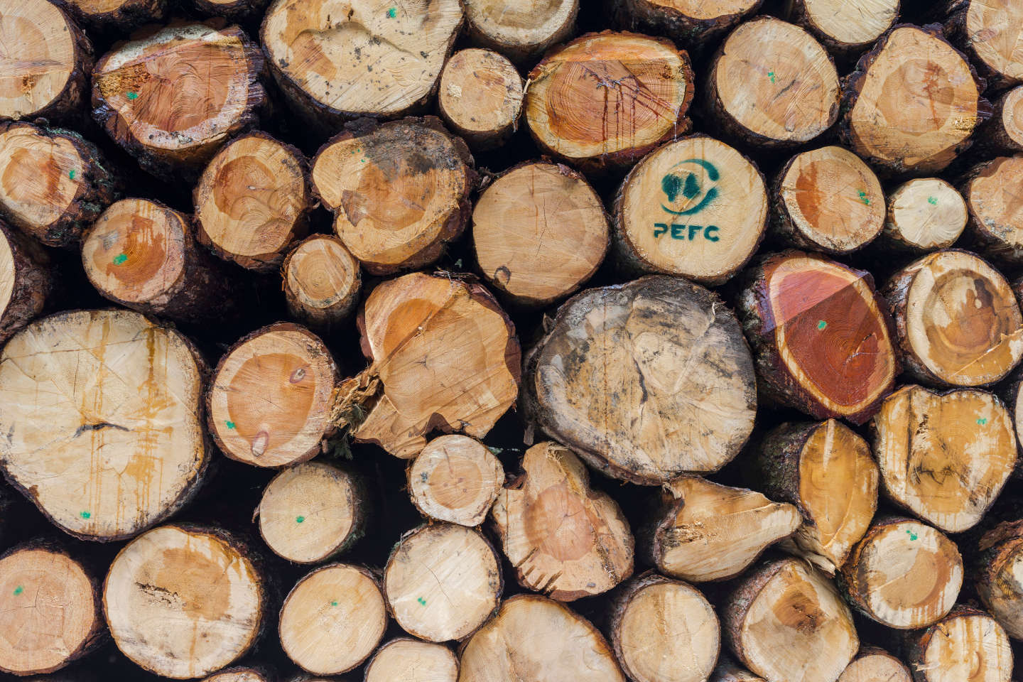 Une enquête révèle les failles du système de certification du bois « responsable »