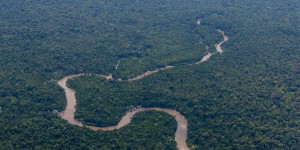 « Une gestion innovante des forêts tropicales est nécessaire pour mieux prévenir les prochaines pandémies »