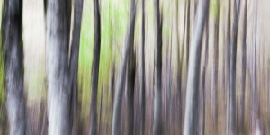 Investir en forêt : comment fonctionne le nouveau crédit d’impôt ?