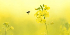 « Justice pour le vivant » : en soutien de l’Etat, les fabricants de pesticides défendent le processus d’évaluation des risques