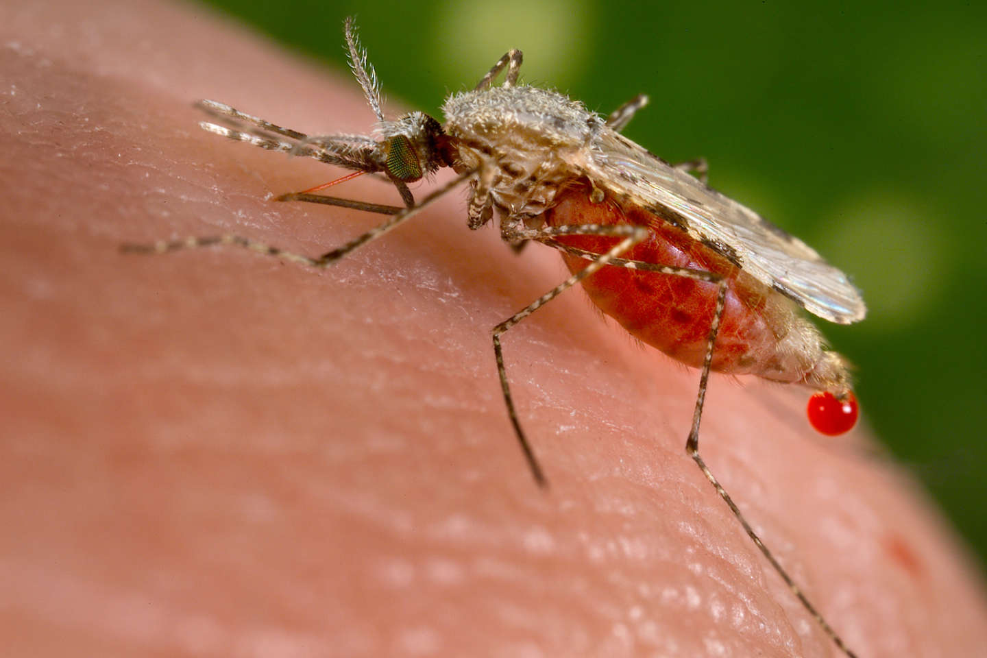 Au Kenya, la propagation d’un nouveau moustique contrarie la lutte contre le paludisme