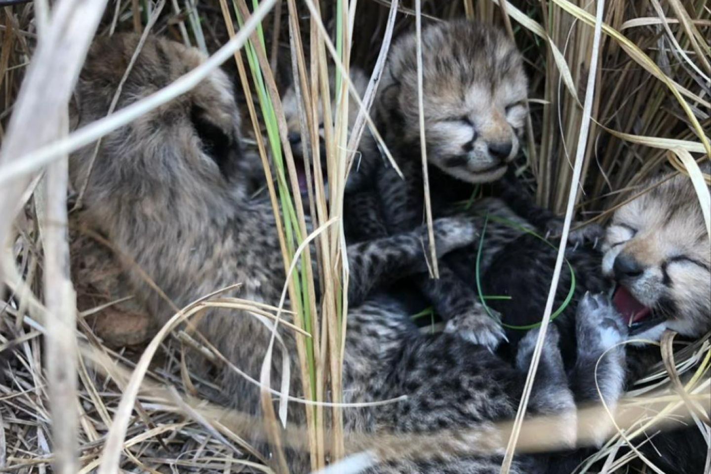 Naissance de quatre bébés guépards de Namibie en Inde, des décennies après l’extinction de l’espèce