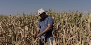 En Argentine, une sécheresse historique étouffe l’agriculture et menace l’économie du pays