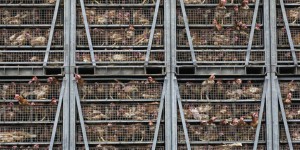 La Cour des comptes européenne souhaite intégrer le coût de la souffrance animale dans le prix de la viande