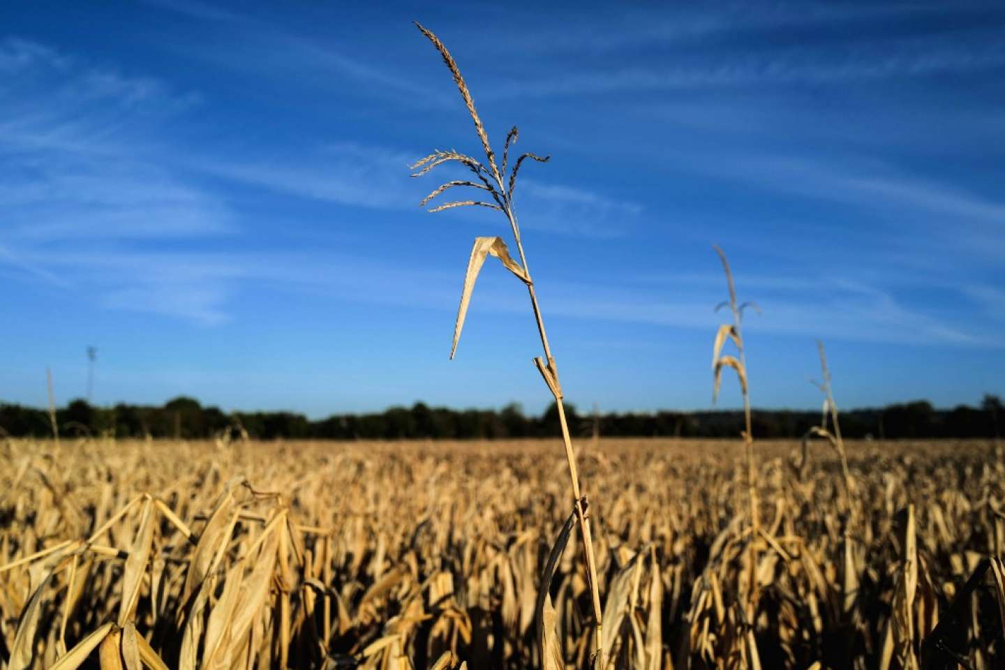 L’irrigation du maïs représente-t-elle un quart de l’eau douce consommée en France ?