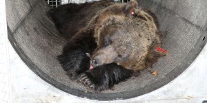Un mois après une attaque mortelle, la présence de l’ours dans le nord alpestre de l’Italie est contestée