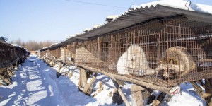 Origine du Covid-19 : la présence de chiens viverrins sur le marché de Wuhan confirmée
