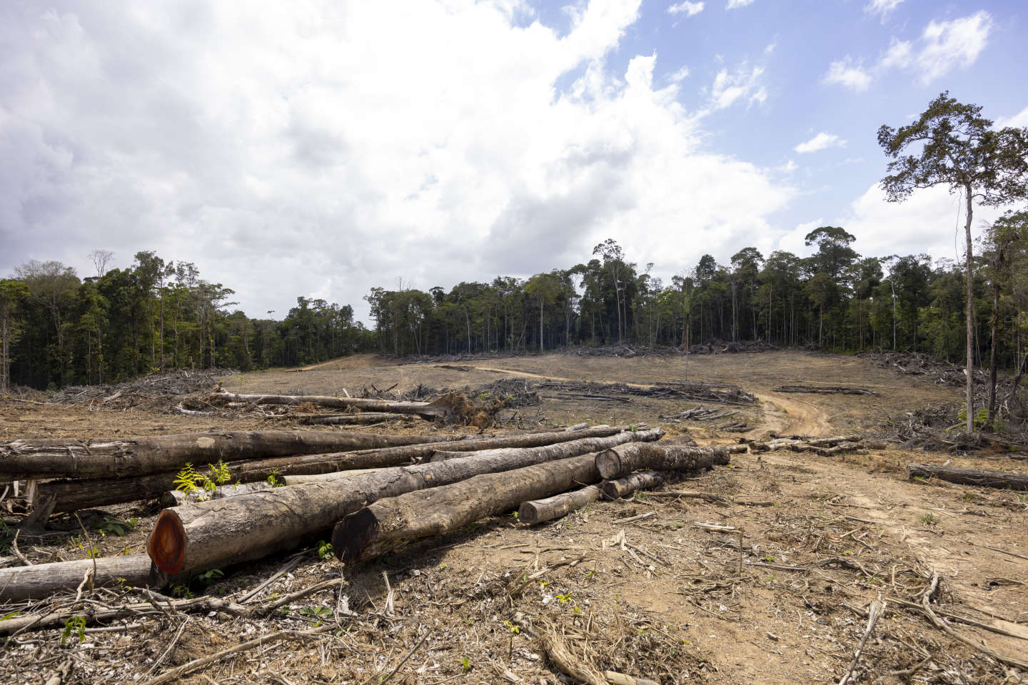Le Parlement européen adopte une loi contre la déforestation