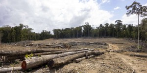 Le Parlement européen adopte une loi contre la déforestation