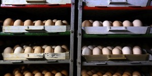 Pollution aux PFAS au sud de Lyon : présence confirmée dans les œufs, extension du périmètre d’interdiction de consommation