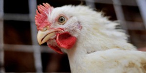 Pollution chimique : les autorités sanitaires recommandent de ne pas consommer d’œufs de poulaillers domestiques en Ile-de-France