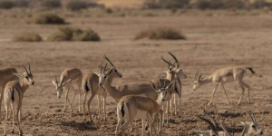 La régénération de la réserve de Shaaran, reflet des ambitions écologiques de l’Arabie saoudite