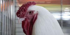 Souffrance animale : « Nous devons taxer, voire interdire les produits animaux issus d’élevages non conformes aux normes minimales européennes »