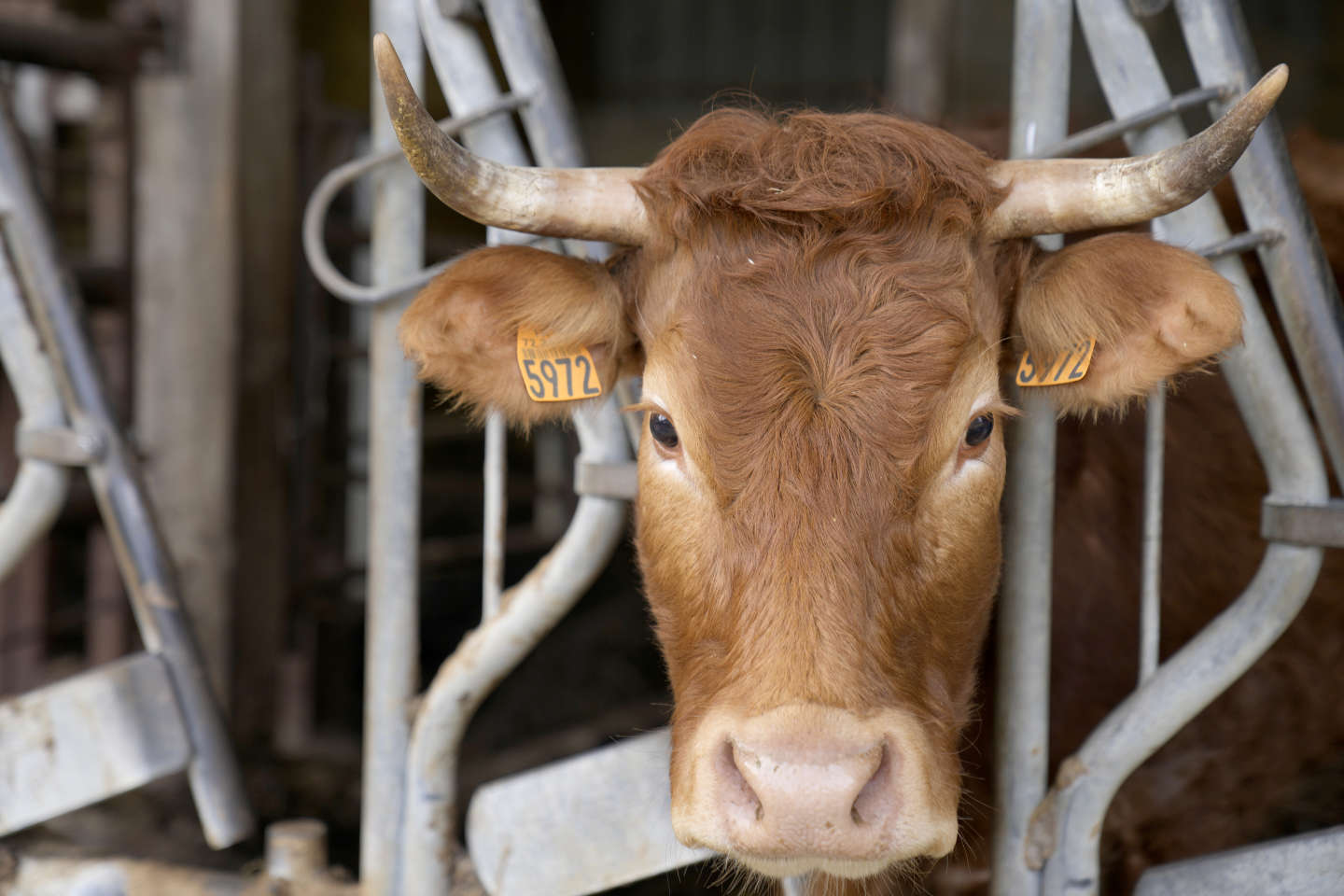 La Cour des comptes préconise de réduire le nombre de bovins pour tenir les engagements climatiques nationaux