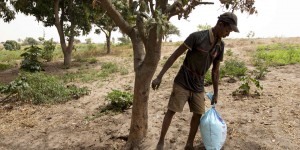 Face à la pénurie d’engrais chimiques, le Sénégal promeut des alternatives « vertes »