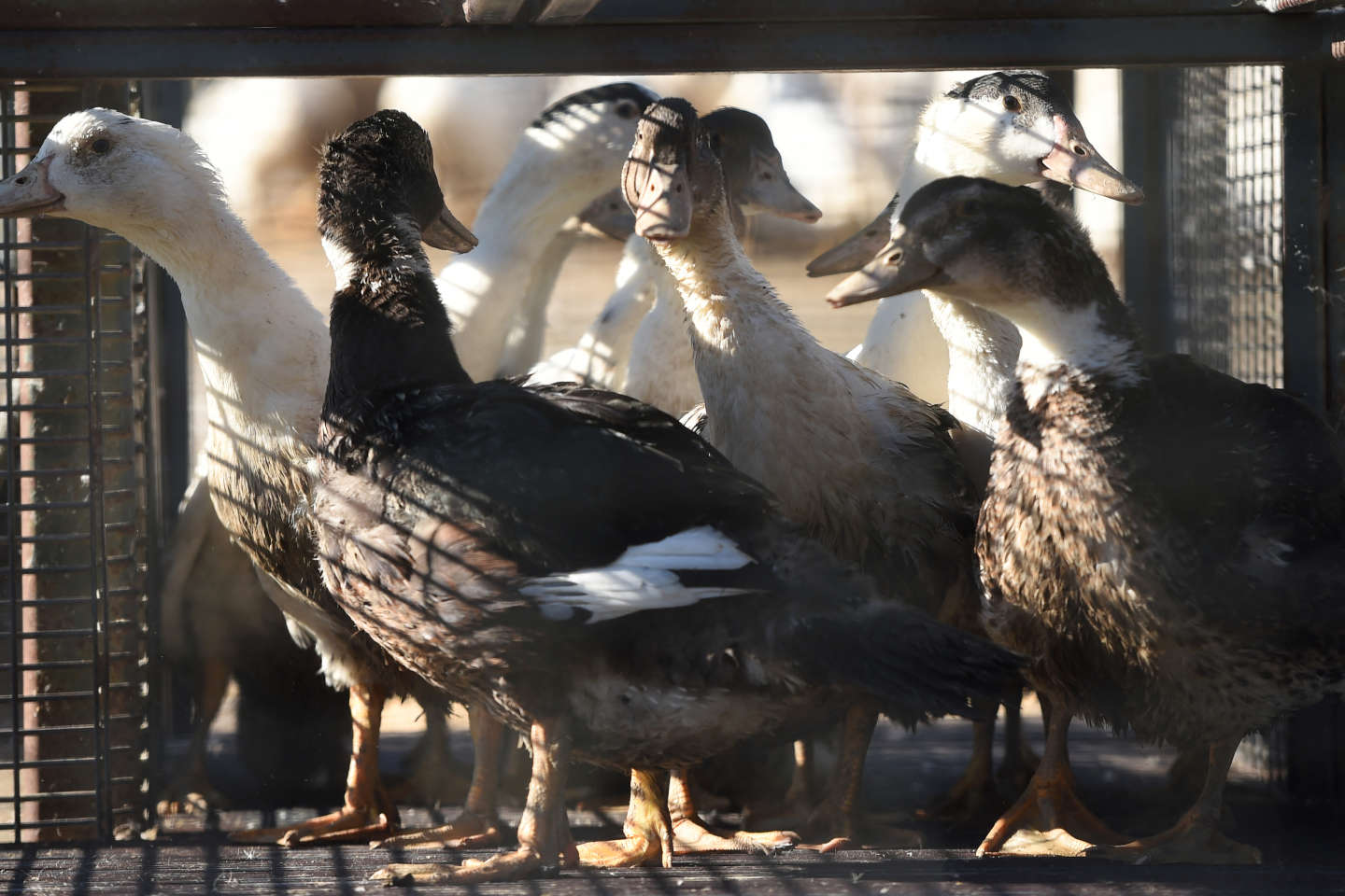 Grippe aviaire : des vaccins « très efficaces » sur les canards