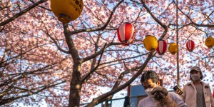 A Kyoto, la floraison précoce des cerisiers témoigne du réchauffement du climat
