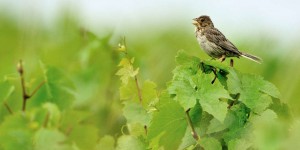 Pesticides et engrais, causes majeures de l’effondrement des populations d’oiseaux en Europe