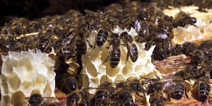 Pesticides : les propositions des experts européens pour mieux évaluer les risques pour les abeilles