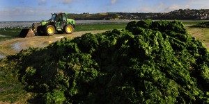 Les algues vertes dans « Le Monde », la lente prise de conscience d’un désastre écologique