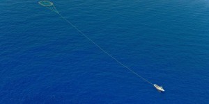 Des associations de protection de l’océan portent plainte contre les navires thoniers français, soupçonnés de pêcher dans des zones interdites