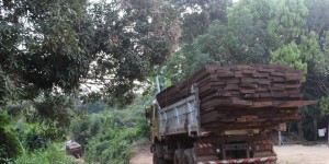 Cameroun : comment l’exploitation forestière échappe au contrôle de l’Etat