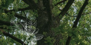 Le chêne zéen, ou la recherche des arbres du futur