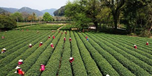 En Chine, la production de thé affectée par les fortes chaleurs