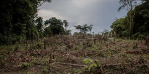 En 2022, la forêt primaire tropicale a perdu l’équivalent de la superficie de la Suisse